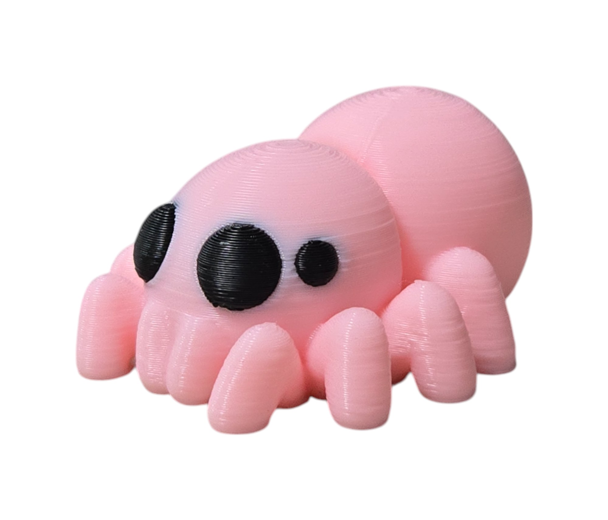 Insects, arachnids and gastropods (oh my) Critter Collection