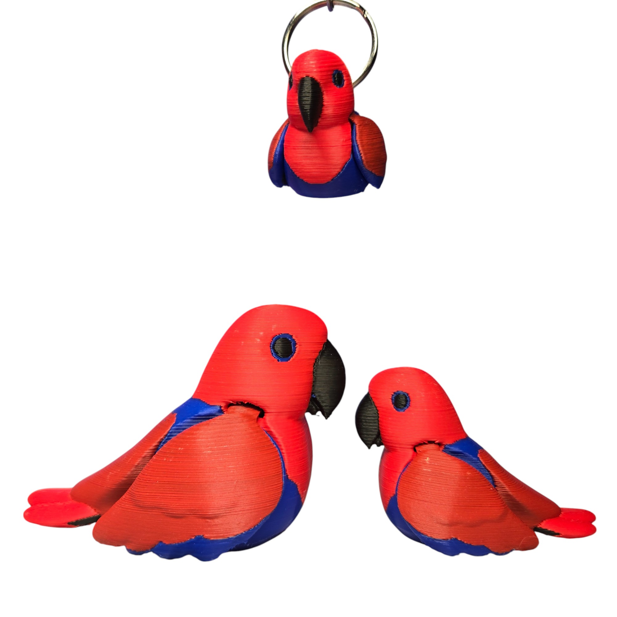 Eclectus Parrot