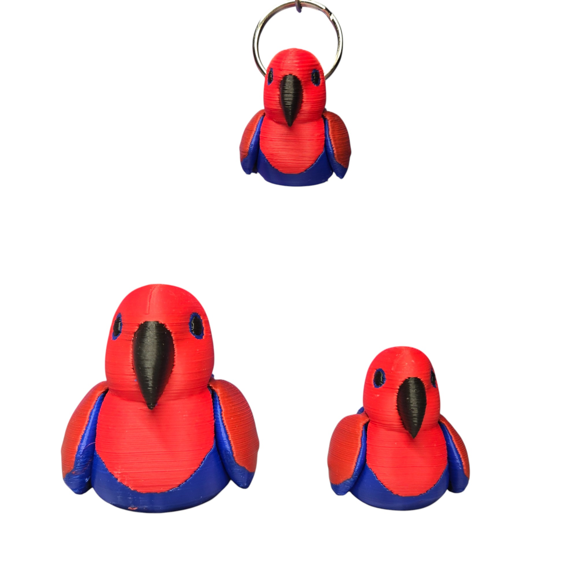 Eclectus Parrot