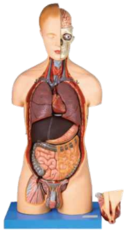 Torso with Head and  Interchangeable Male and  Female Genitals 