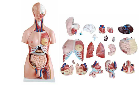 UNISEX TORSO 23 Parts 85cm