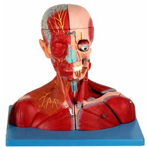 Head and Neck with Vessels,Nerves and Brain 