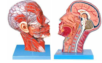 Half Head with Vessels