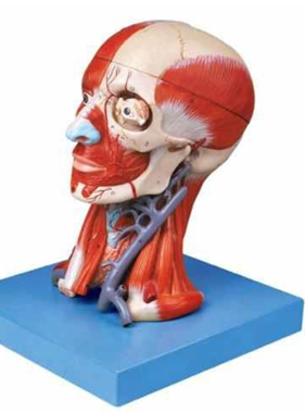 Head with Muscles and Blood Vessel  with Brain 
