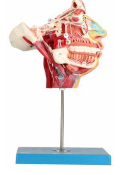 Nerves and Vessels in the Facial Skull