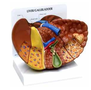 LIVER WITH  PATHOLOGY 