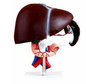 LIVER PANCREAS  AND DUODENUM