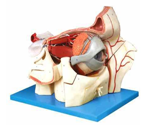 Eyeball and Orbit with  Vessels and Nerves