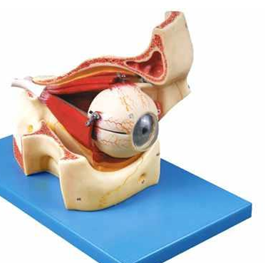 Eyeball with Part of Orbit 