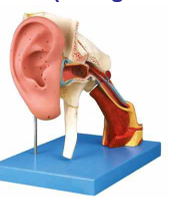 Anatomical Ear With Pinna (Enlarged Ear)