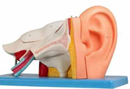 EAR ANATOMY 