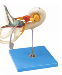 Ear Labyrinth Model 