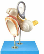 Inner Ear, Auditory  ssicle and Tympanic  Membrane 
