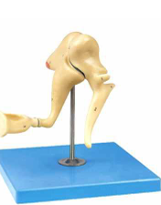 Auditory Ossicle  Model 