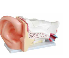 Ear Model