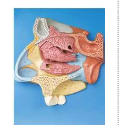 Median Sagittal  Section  of Nasal Cavity