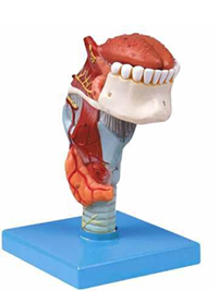 Larynx with  Toungue and Teeth 