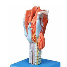 Larynx