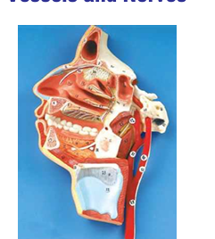 Mouth, Nose, Pharynx  and Larynx with  Vessels and Nerves 