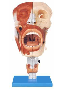 Nasal, Oral, Pharynx and Larynx Cavities