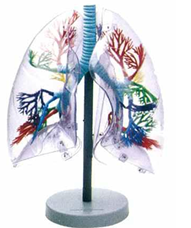   Transparent Lung  Segment Model 