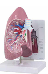 Human Lung Model