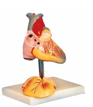 Child Heart Model