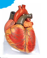 Jumbo Adult Heart Model