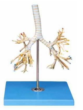 Bronchial  Tree Model