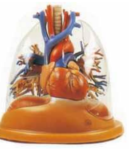 Transparent Lung,  Trachea and Bronchial  Tree with Heart