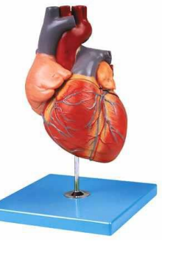 Anatomical Adult Heart Model