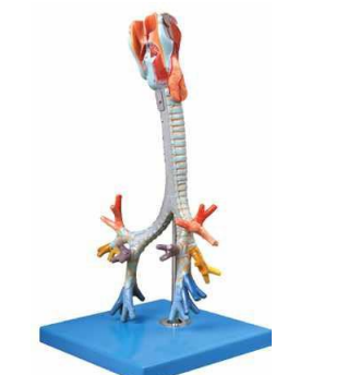 Larynx, Trachea and  Bronchial Tree Model