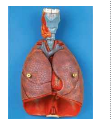 Larynx, Heart  and Lung Model