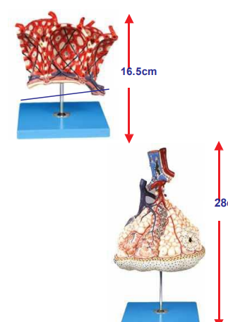 Lobule and Alveolus of Lung