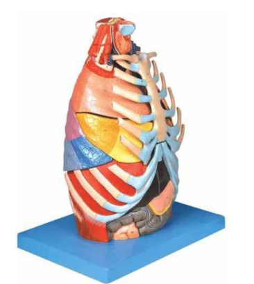 Thoracic Cavity Model