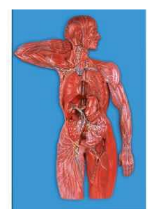 Lymphatic System