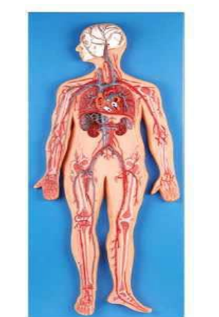 Circulatory System Model
