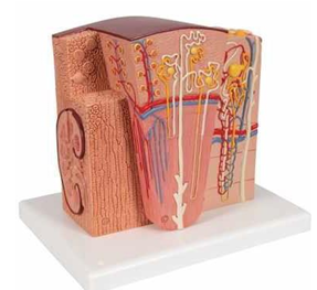 MICROanatomy Kidney Model