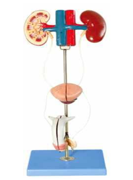 Male Urinary Organ 