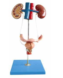 Female Urinary Organ 