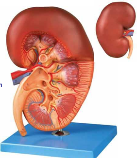 Jumbo Kidney on Stand 