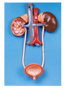 Urinary System 