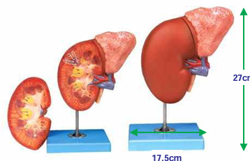 Jumbo Kidney on Stand 