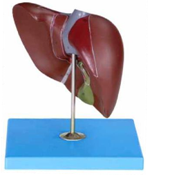LIVER MODEL