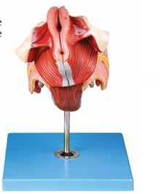 Female Genital Organs