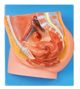 Median Section of  Female Pelvis Model  (Anatomical Model) 