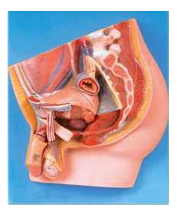 Median Section of Male Pelvis Model (Anatomical Model)