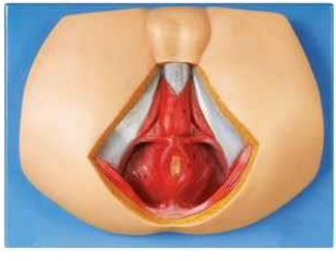 MALE PERINEUNM ANATOMY
