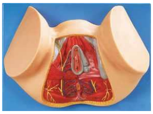 FEMALE PERINEUNM ANATOMY