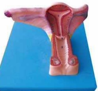 Female Inner Genital Organ